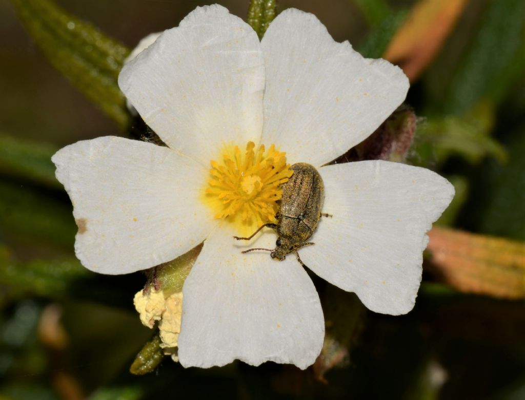 Mycteridae: Mycterus tibialis (cfr.)